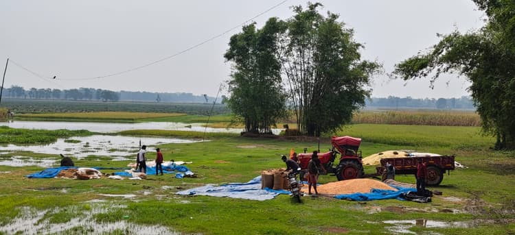 Katihar: सुबह खिली धूप, मौसम सुहाना , मक्का किसानों को मिली राहत