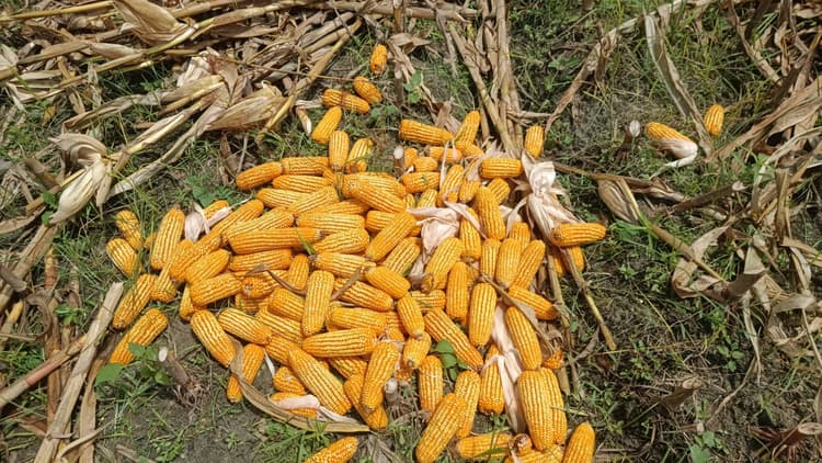 आंधी-बारिश से मक्का और दलहन फसल को भारी नुकसान