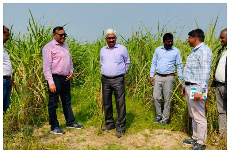 बेतिया: गन्ने पर मंडरा रहा नया खतरा! ‘अमेरिकन सुंडी’ ने बढ़ाई किसानों की चिंता