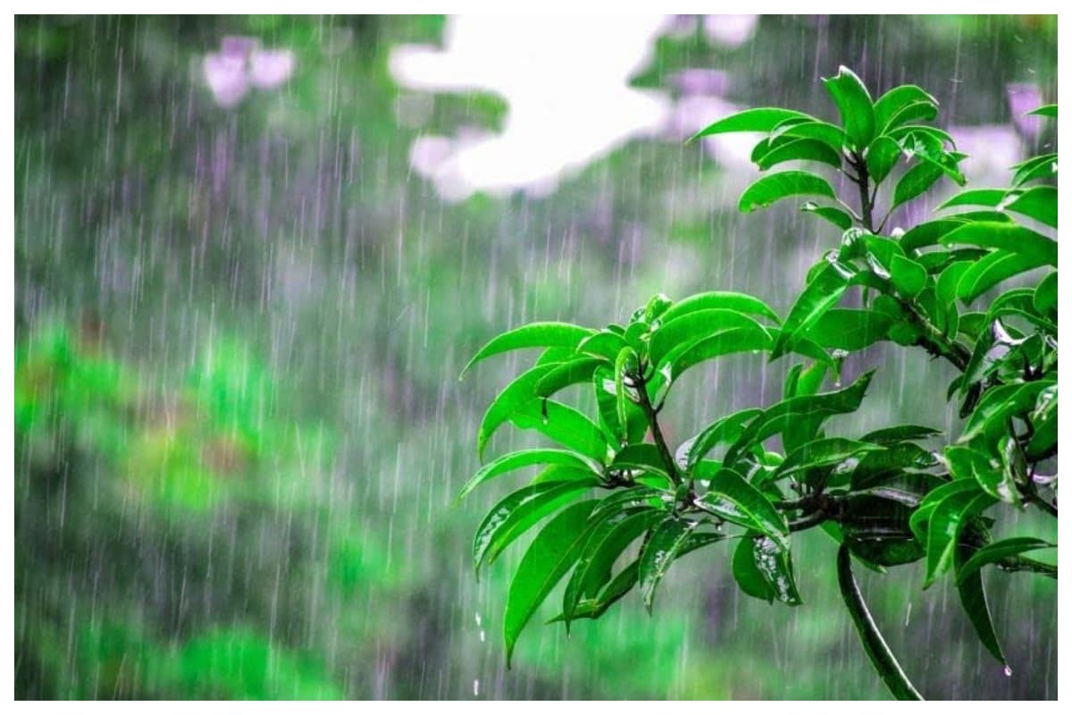 bettiah-weather-update-jeth-rain-benefit-sugarcane-harm-maize-crop-loss