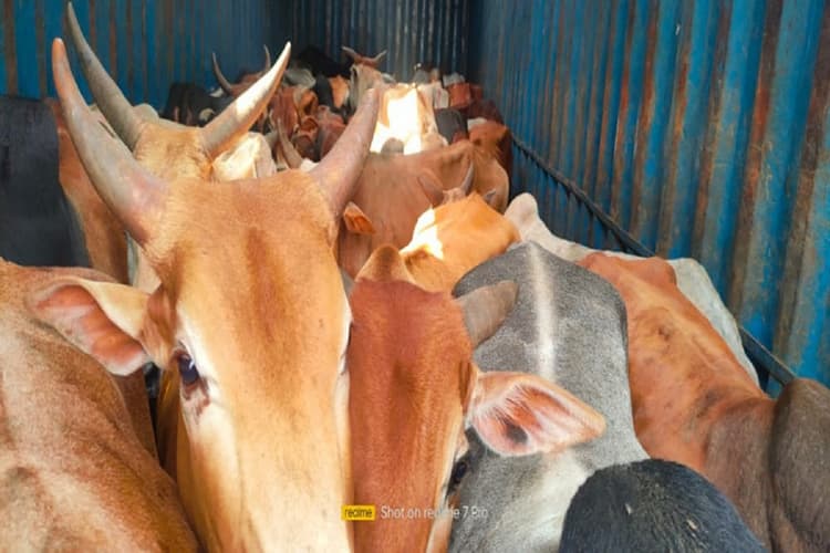 बंगाल-ओड़िशा सीमा पर मवेशियों से भरा कंटेनर जब्त, चालक फरार