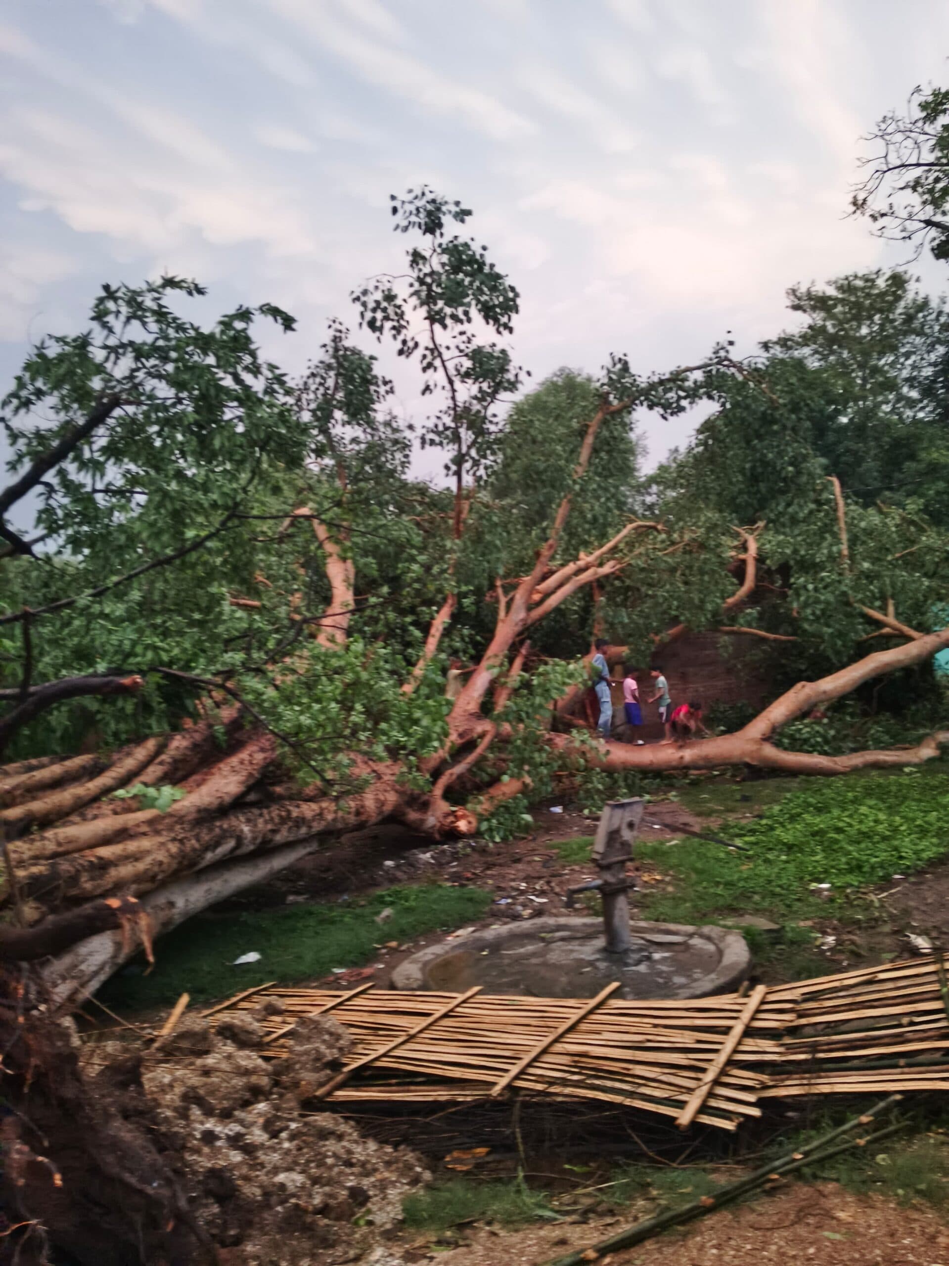 ओके :::: घर में गिरा विशाल पीपल पेड़ बाल-बाल बचे लोग