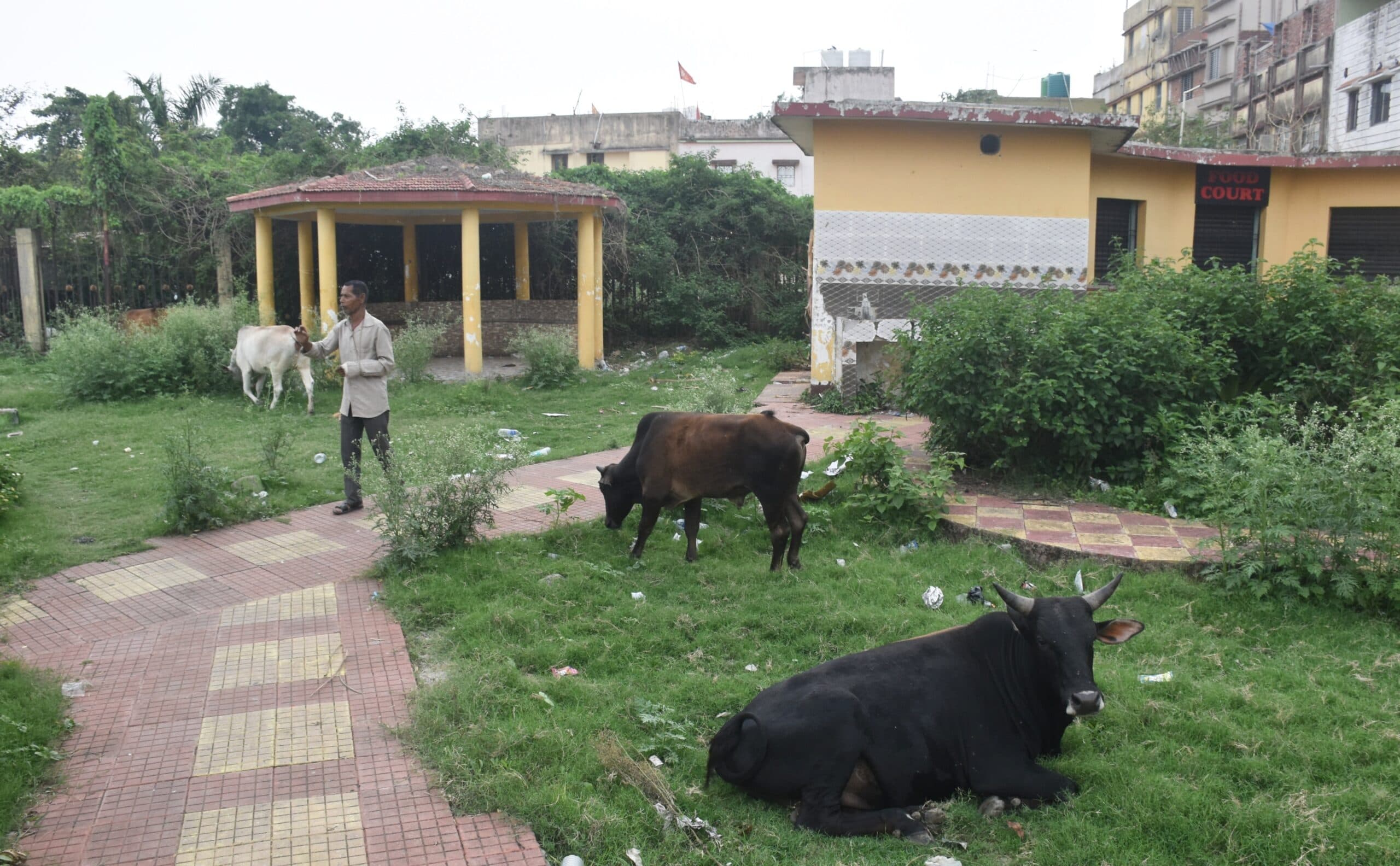 Bokaro News : पार्क बन गया मवेशियों का अड्डा