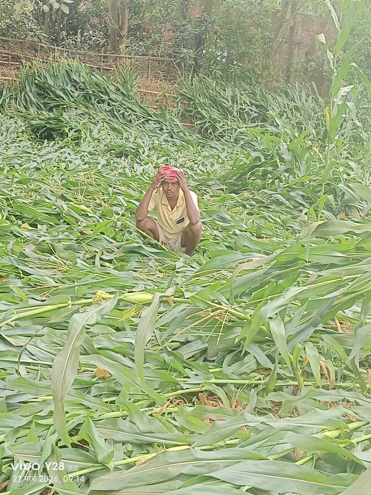 मौसम की आफत से आहत, पूर्णिया के मक्का किसानों को नहीं है राहत