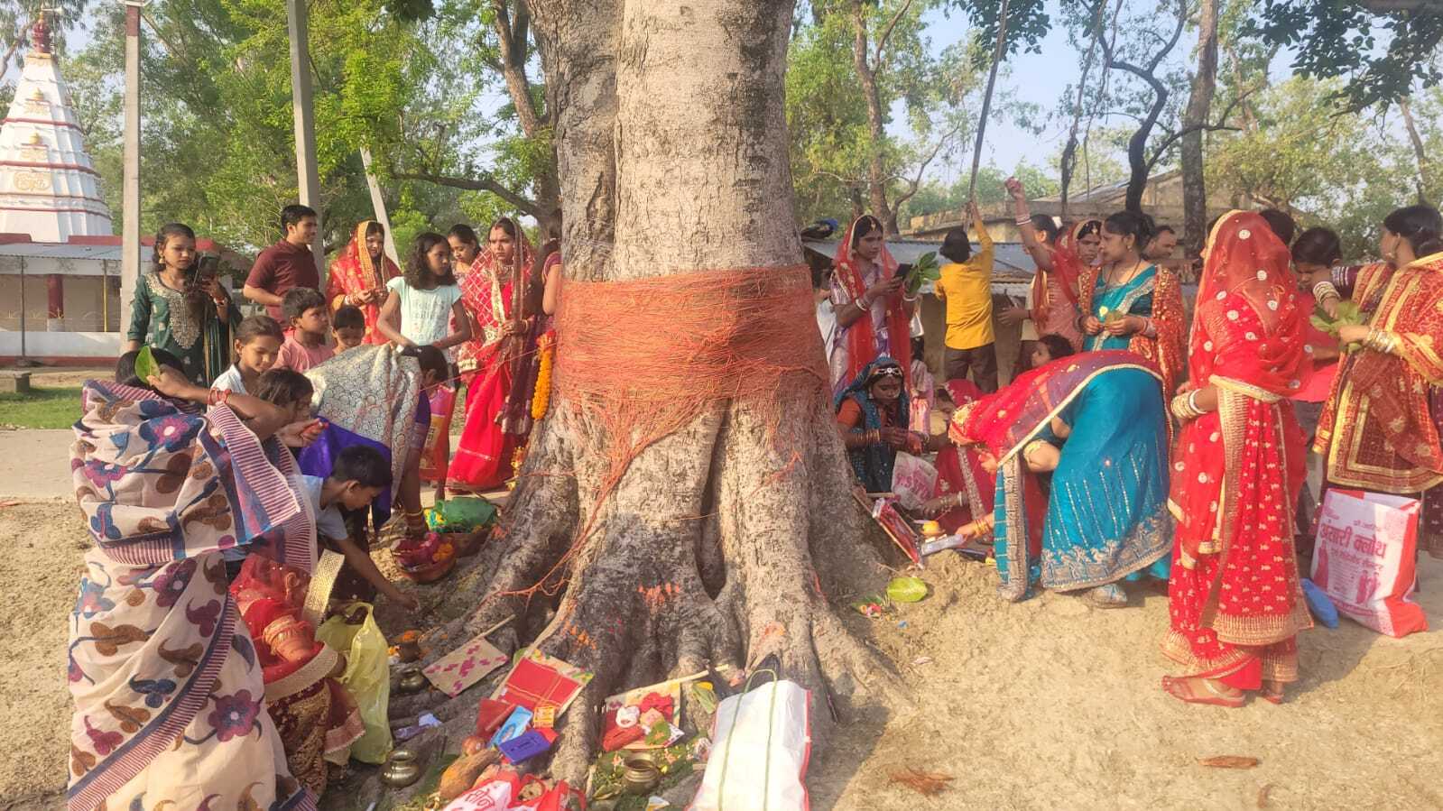 Lakhisarai, हलसी में सुहागिनों ने किया वट सावित्री व्रत,पति की लंबी उम्र के लिए की पूजा-अर्चना