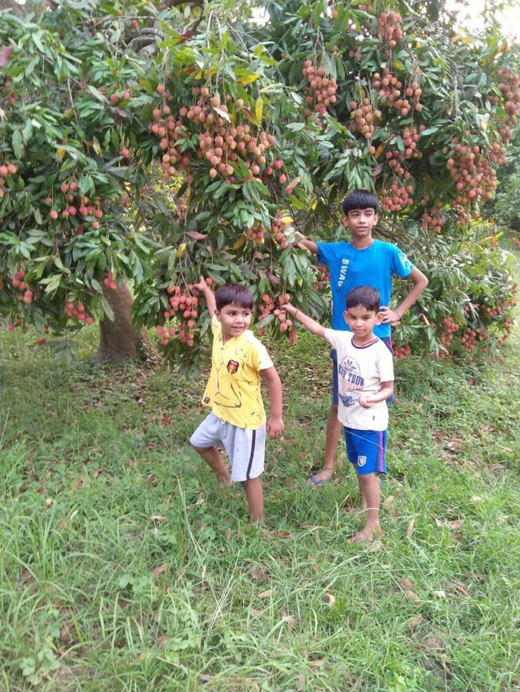 Bhagalpur. मनराजी लीची को वैश्विक बाजार में पहुंचाने की उठने लगी मांग