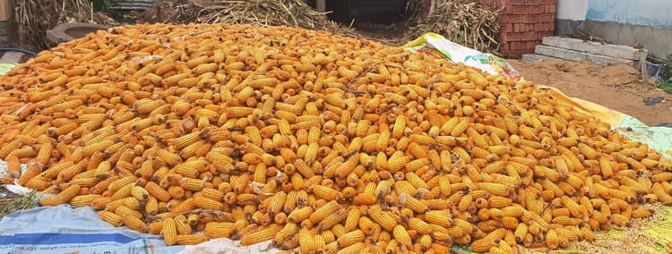 मक्का की कीमतों में गिरावट से किसानों में हताशा, लागत भी निकलना मुश्किल