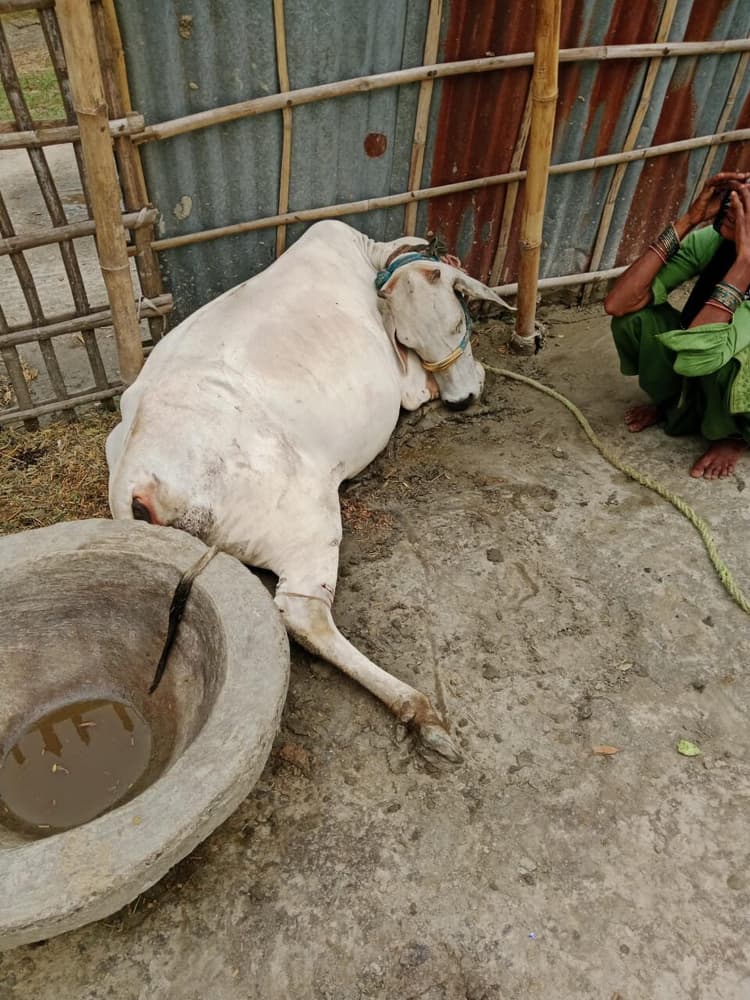 गाय को जहर देकर मारने का आरोप