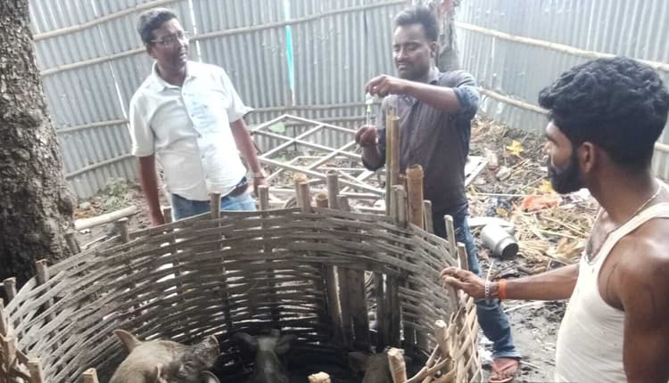 पशुओं को लगाया जा रहा टीका