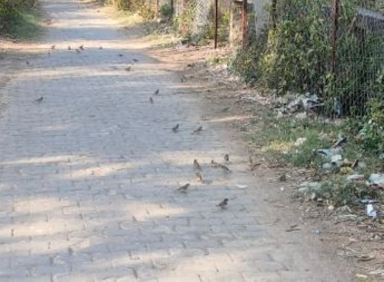 43 डिग्री के पार पहुंचा अधिकतम पारा, इंसान के साथ पशु-पक्षी बेहाल