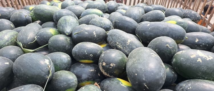 बालू रेत पर उगता तरबूज किसानों के लिए बन रहा वरदान
