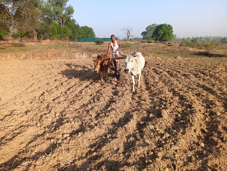 Giridih News :रोहिणी नक्षत्र आज से, खेती की तैयारी में जुटे किसान