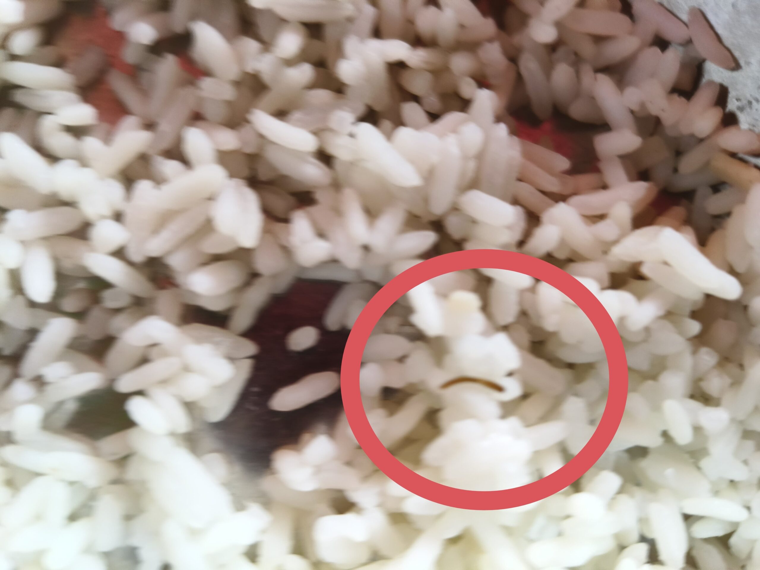मिड-डे मील के चावल में निकला कीड़ा, हंगामा