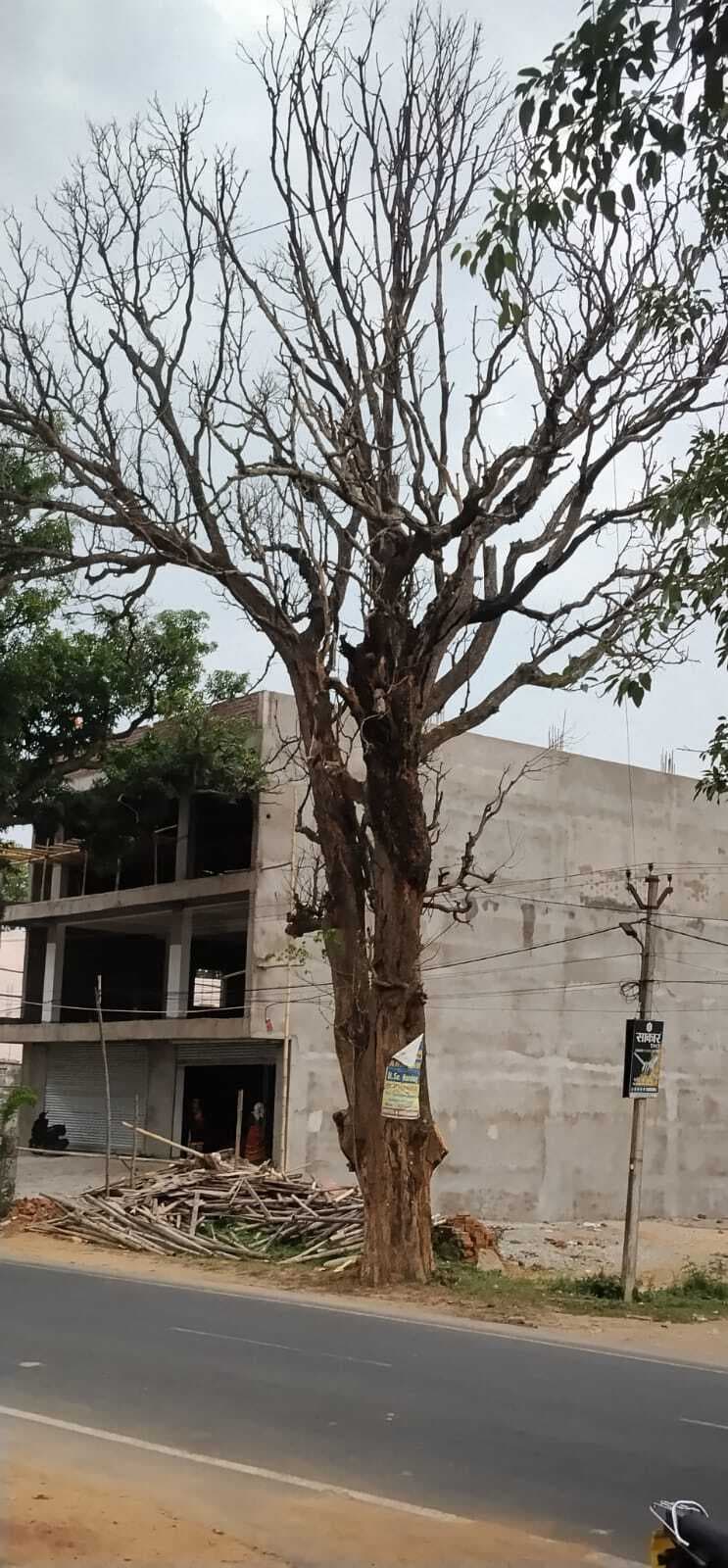 खतरे को आमंत्रण दे रहा है सूखा पेड़