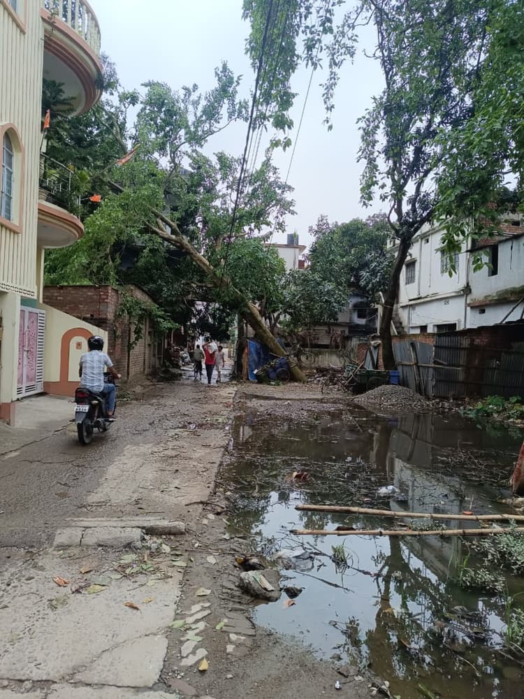 छह दिन बाद भी नहीं हटाया गया तार पर गिरे पेड़, हादसे की आशंका