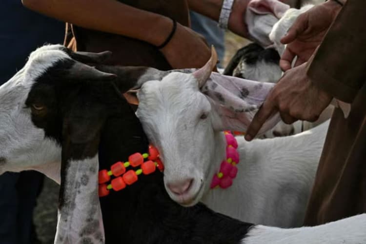 बकरीद बाजार में छाया ‘टीपू सुल्तान’, देखने उमड़ रही लोगों की भीड़