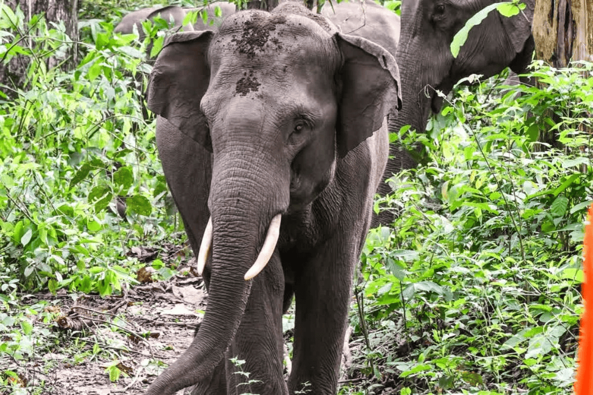 nawada elephant news