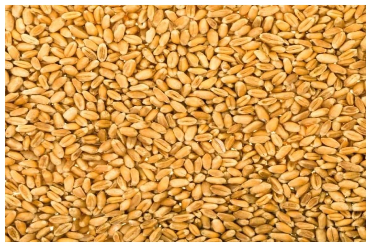 Samastipur mandi bhav wheat masoor rice price 4 May