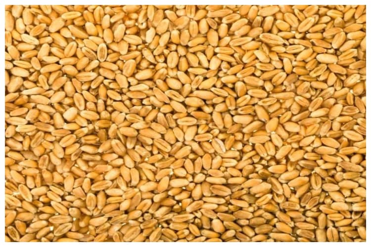 Samastipur Mandi Bhav: गेहूं ₹2500, मसूर ₹9000… जानिए 4 मई के ताजा रेट
