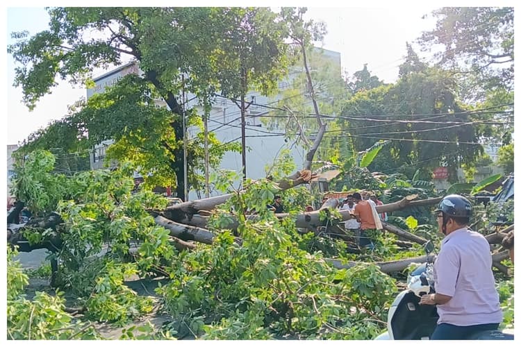 मुजफ्फरपुर: मेडिकल के पास पेड़ गिरने से सड़क जाम, NH-77 पर यातायात बाधित