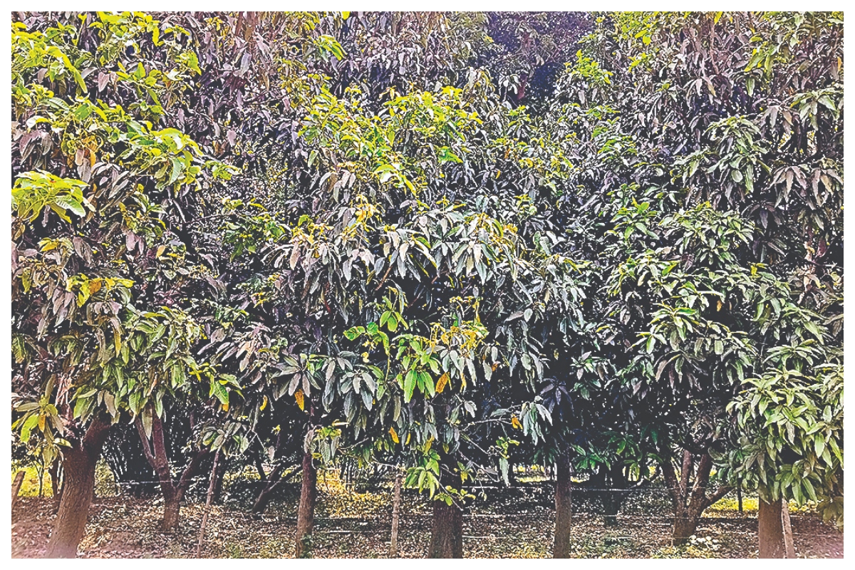 Samastipur: विद्यापतिनगर में सूनी पड़ी आम की डालियां, बागवानों के टूटे सपने