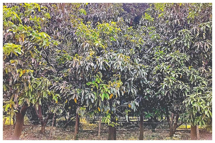 Samastipur: विद्यापतिनगर में सूनी पड़ी आम की डालियां, बागवानों के टूटे सपने