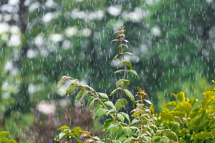20 जून को दरभंगा में बारिश और गरज-चमक की संभावना, IMD का अलर्ट