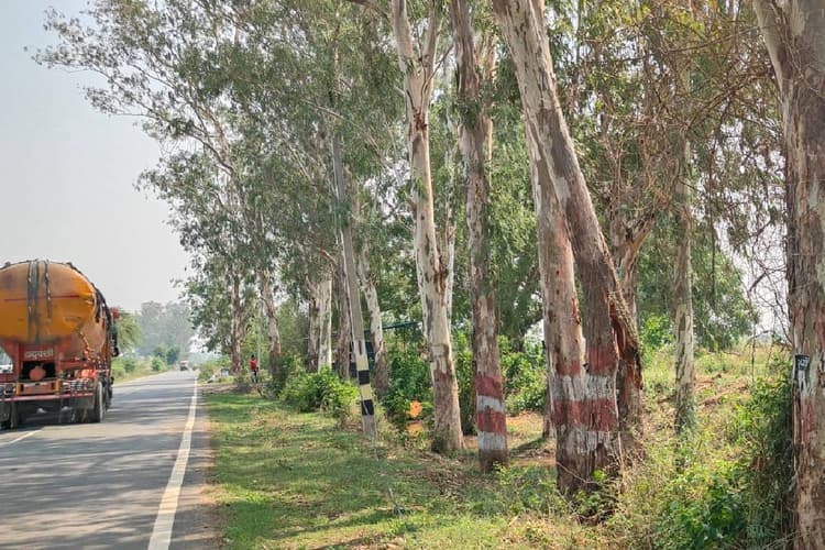 चेनारी-कुदरा स्टेट हाईवे पर मौत बनकर लटका आधा टूटा पेड़, कभी भी हो सकती है बड़ी दुर्घटना