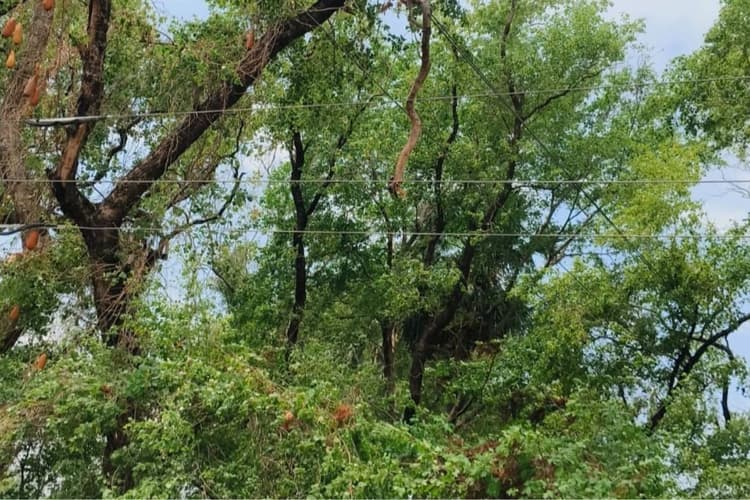 औरंगाबाद में आंधी-तूफान और बेमौसम बारिश बिजली विभाग के लिए बनी बड़ी चुनौती