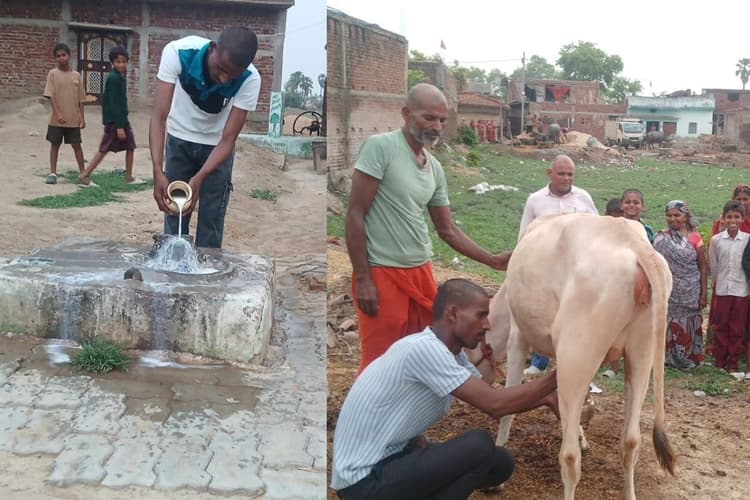 औरंगाबाद में 15 माह की बाछी के दूध देने का दावा, दर्शन के लिए उमड़ी भीड़