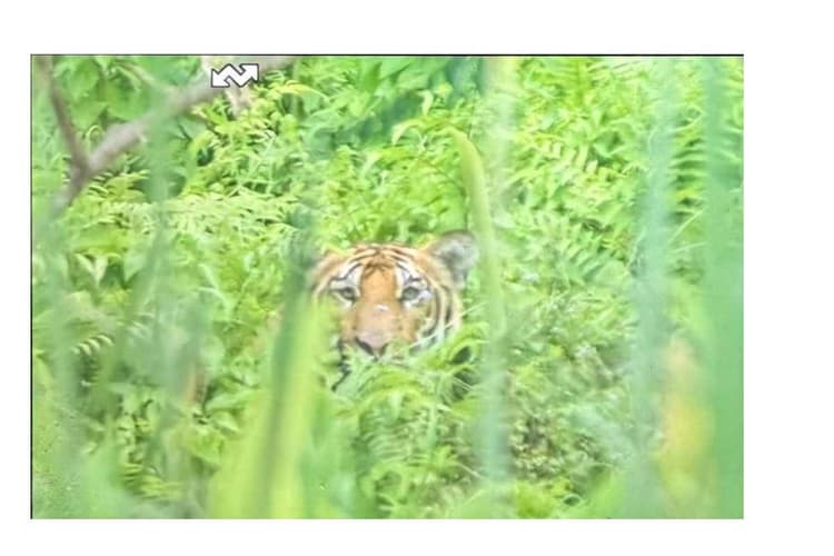 बगहा: वाल्मीकि टाइगर रिजर्व में पर्यटकों के सामने आया बंगाल टाइगर, नजदीक से देखकर थमी सांसें