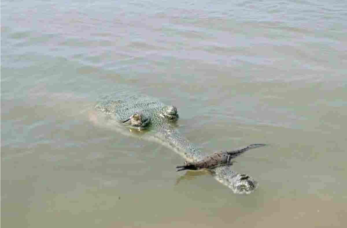 Bagaha News gharial-mother-carrying-baby-on-snout-gandak-river-vtr Bagaha News gharial-mother-carrying-baby-on-snout-gandak-river-vtr