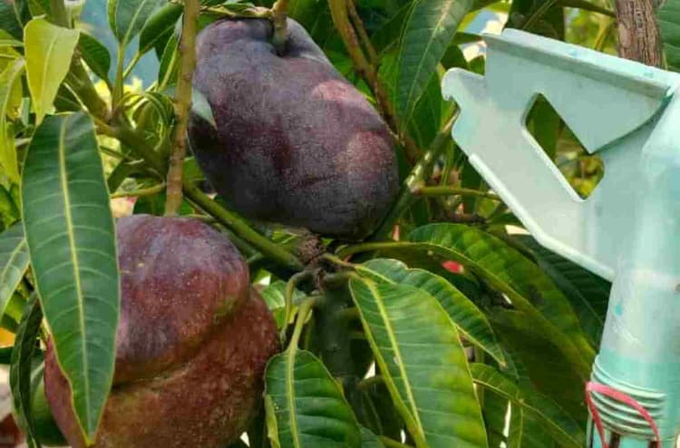 बगहा की मिट्टी में उगा 'जापानी आम', 3 लाख रुपए KG, देखने वालों की भीड़