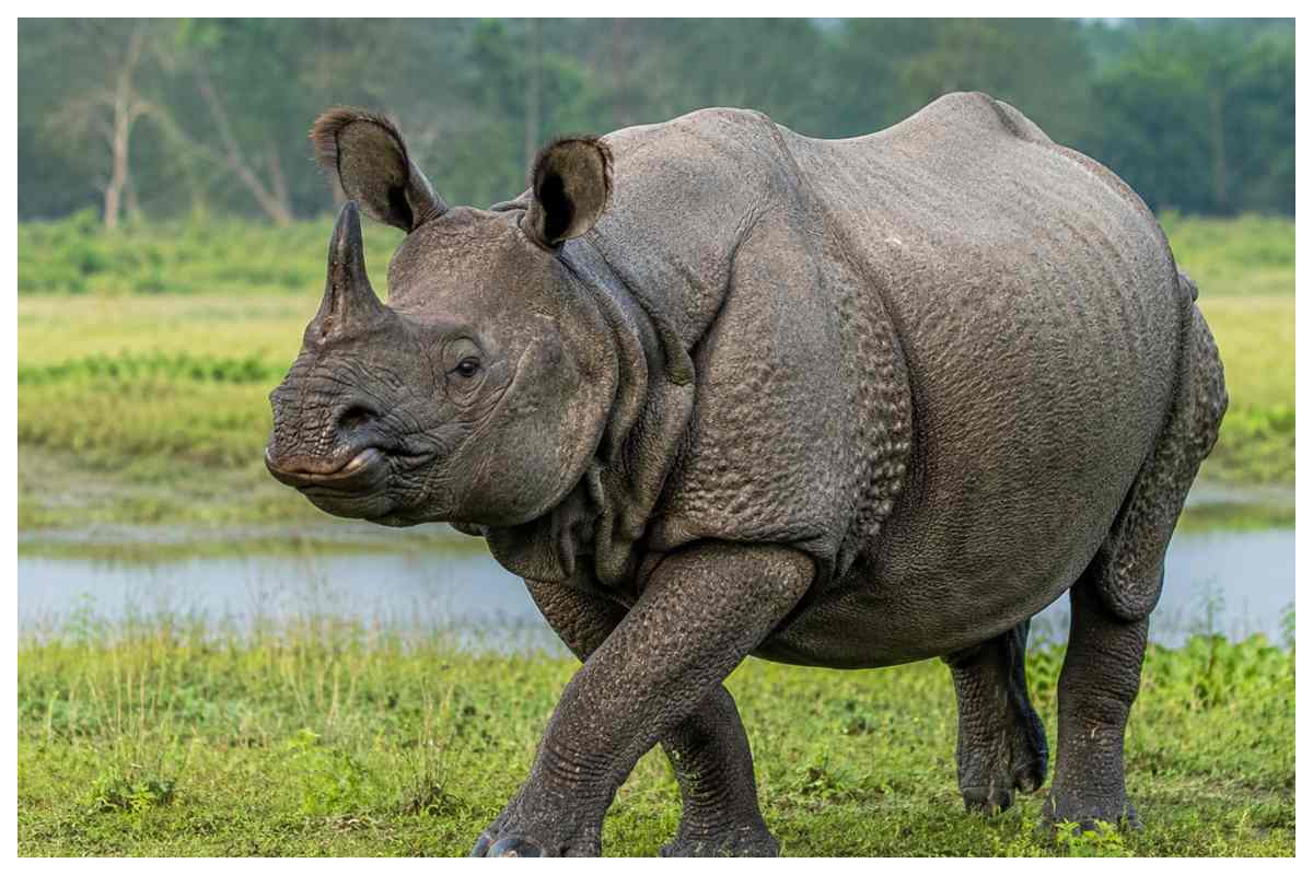 Bagaha News valmiki-tiger-reserve-vtr-jungle-safari-rhino-leopard-sighting-tourists-thrilled Bagaha News valmiki-tiger-reserve-vtr-jungle-safari-rhino-leopard-sighting-tourists-thrilled