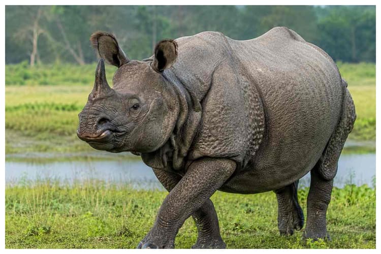 बगहा: वाल्मीकिनगर के जंगलों में वन्यजीवों का दीदार, गैंडा और तेंदुआ देख झूम उठे सैलानी