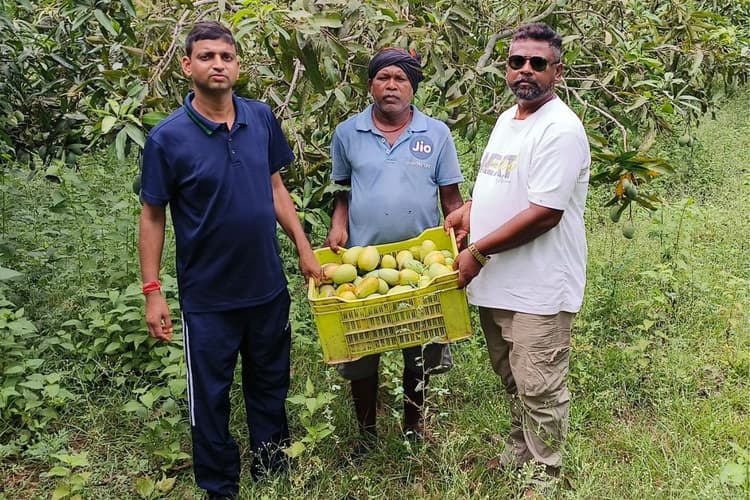 बिरसा हरित ग्राम योजना से बदली किसान की तकदीर, आम की खेती से हो रही लाखों की कमाई