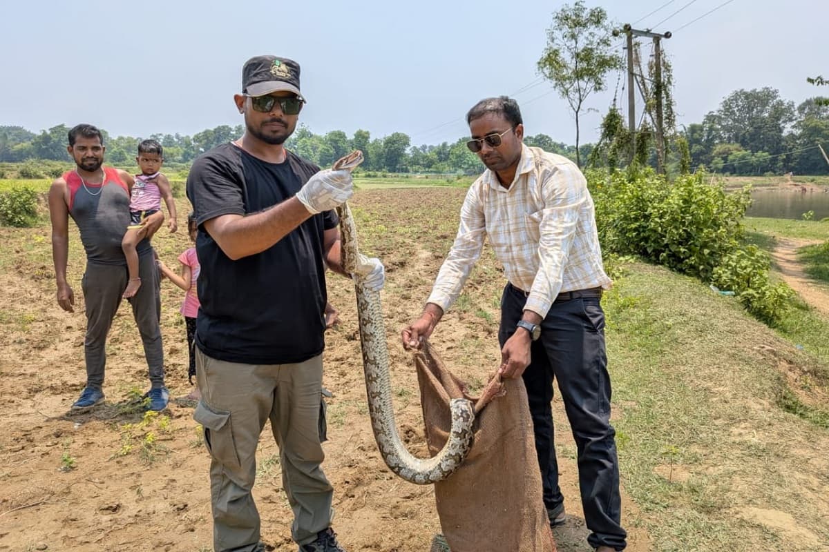 खेत में बिछाए जाल में फंसा 6 फीट का विशालकाय अजगर, वन विभाग ने किया रेस्क्यू