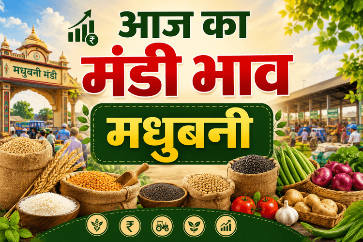 खाद्य तेल और चावल की कीमतों में तेजी बरकरार, जानें 20 जून का ताजा बाजार भाव