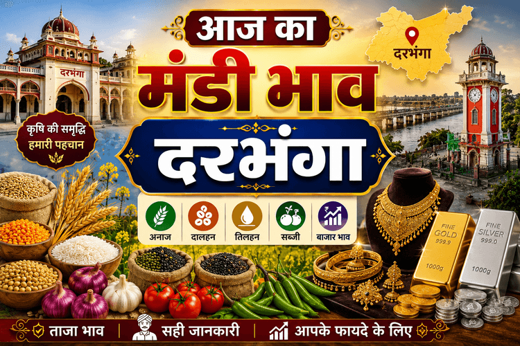 गेहूं, धान, सरसों और चावल के नए रेट जारी, खरीदारी से पहले देखें ताजा मंडी भाव