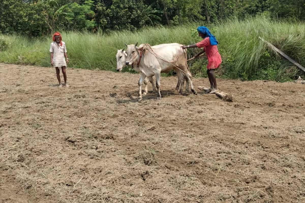 दरभंगा: बारिश के बाद खिली धूप, खरीफ फसल की तैयारी के लिए खेतों में लौटे किसान