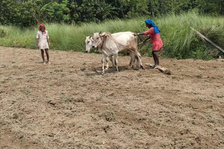 दरभंगा: बारिश के बाद खिली धूप, खरीफ फसल की तैयारी के लिए खेतों में लौटे किसान