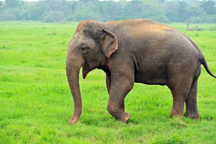 पूर्वी सिंहभूम: चाकुलिया में हाथी के हमले से वृद्ध घायल, रातभर जंगल में तड़पता रहा