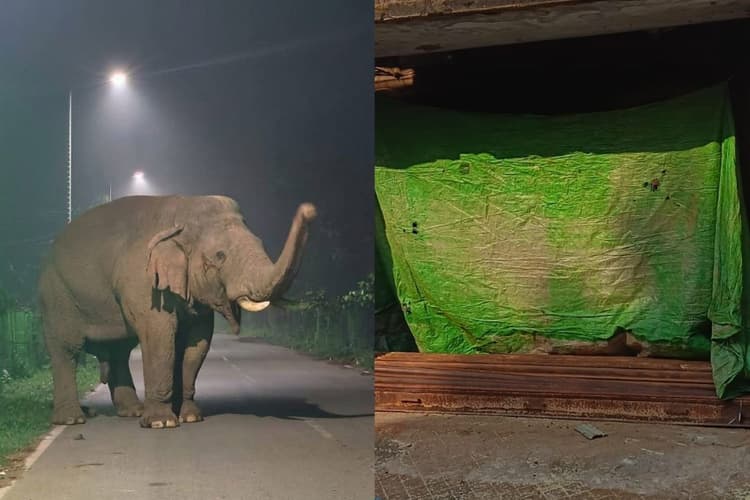 चाकुलिया में गजराज ने मचाया उत्पात, गोदाम का शटर तोड़ चावल कर गया चट