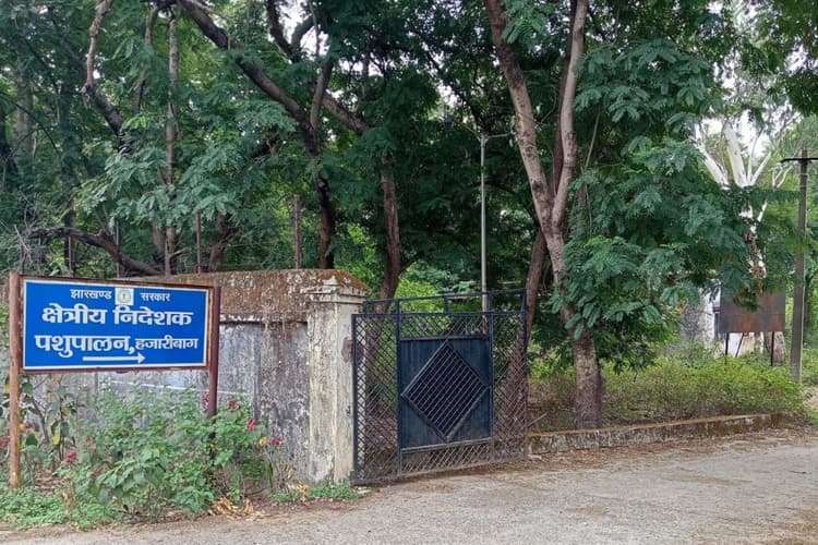हजारीबाग में स्थाई क्षेत्रीय निदेशक नहीं, 8 महीने से पशुपालन पदाधिकारी का पद खाली