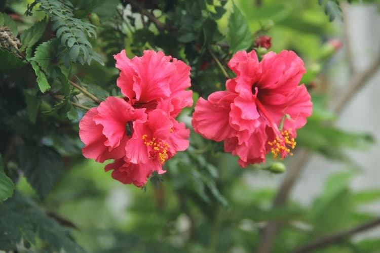 घर में लगाएं गुड़हल का पौधा, मंगल दोष से राहत के साथ बढ़ सकता है मान-सम्मान