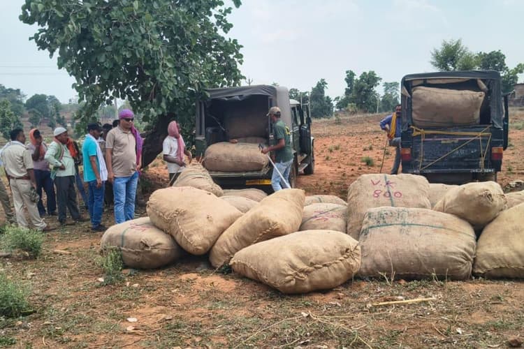 Latehar: 430 वनकर्मियों ने घेरा इलाका, डिप्टी डायरेक्टर के निर्देश पर तस्करों के सिंडिकेट पर बड़ी स्ट्राइक