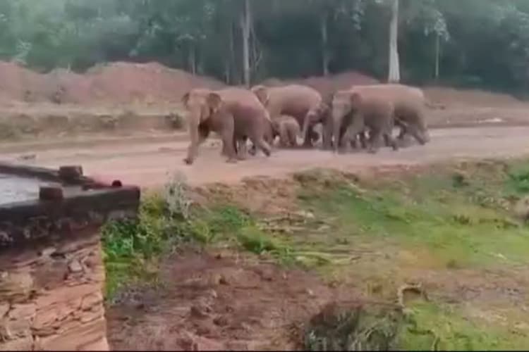 Chaibasa: दिनदहाड़े गांव में पहुंचा 10 जंगली हाथियों का झुंड, ग्रामीणों में दहशत