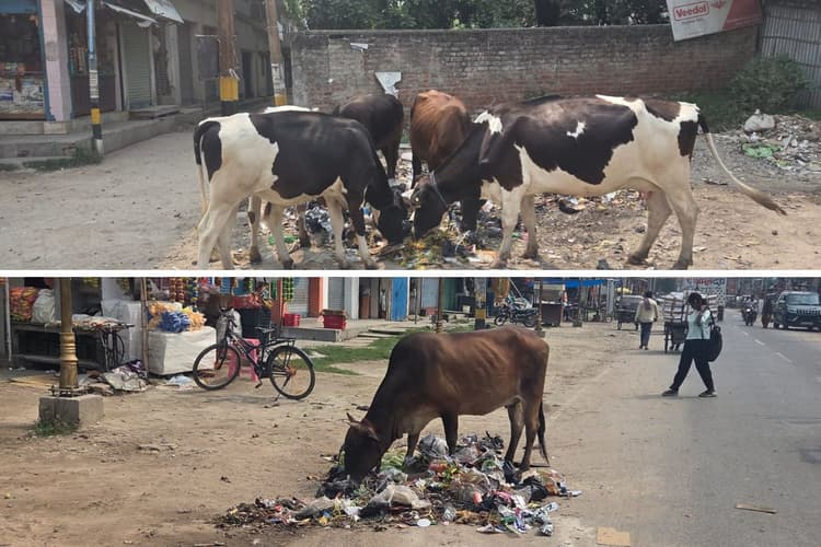 कचरे के ढेर में घिरा मधेपुरा शहर, बदहाल सफाई व्यवस्था से बढ़ा बीमारी का खतरा