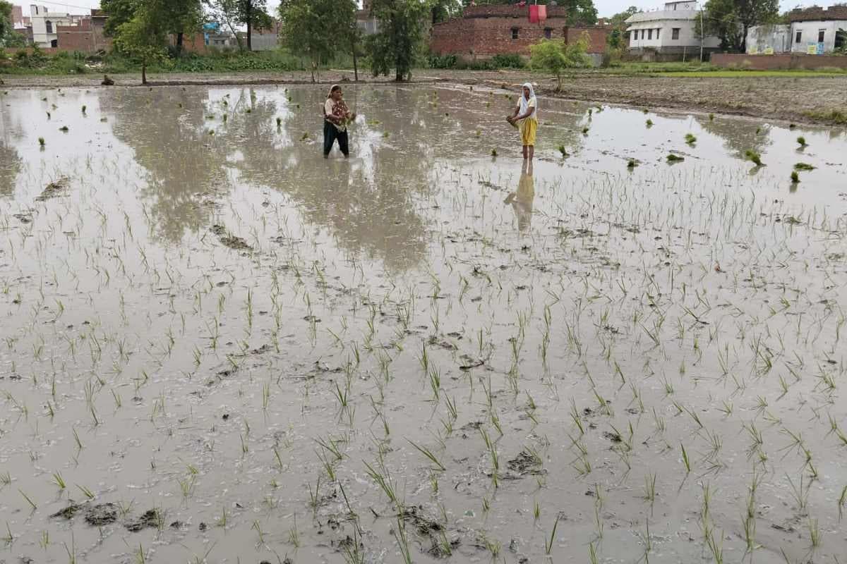 Monsoon Paddy Plantation: मूसलाधार बारिश से किसानों के चेहरे खिले, धान रोपनी ने पकड़ी रफ्तार