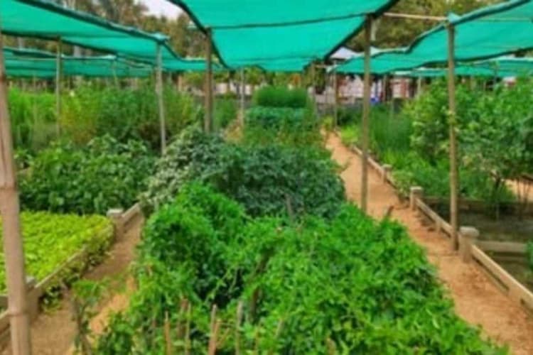 मोतिहारी को सौगात: चकिया में बनेगा पहला हर्बल पार्क, लुप्तप्राय औषधीय पौधों का होगा संरक्षण